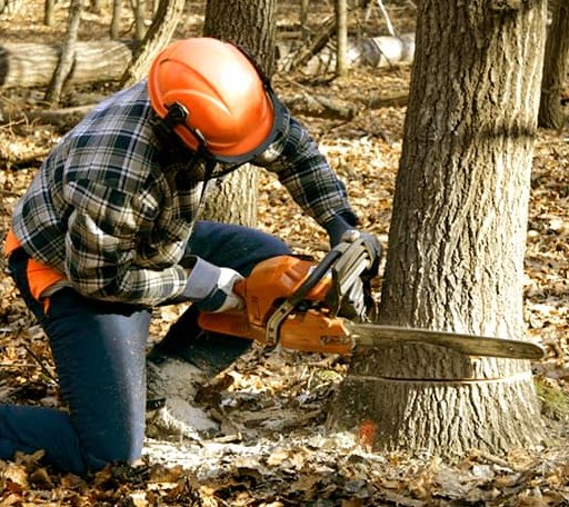 Tree Removal in Saragosa, TX